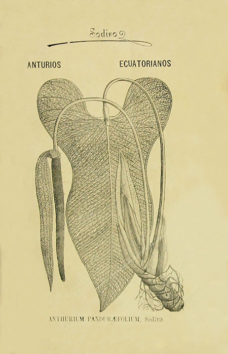 Contribuciones al conocimiento de la flora ecuatoriana : monografía II por el R. P. L. Sodiro S. J.
